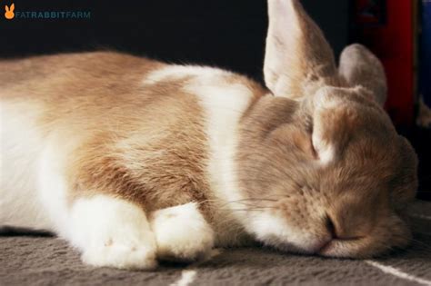 Socute I Might Die From The Cuteness Sleeping Bunny Cute