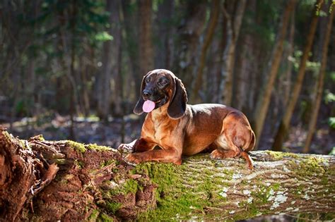 bavarian mountain hound  peerless scent hound  germany