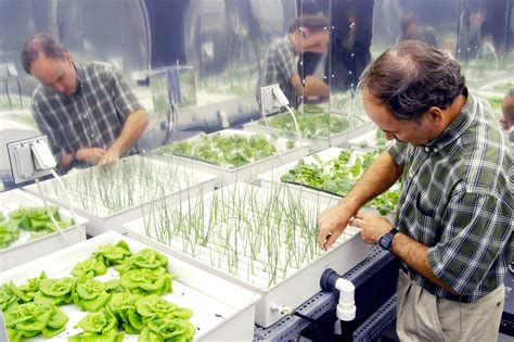Hydroponics: a battle for the soul of the organic food concept