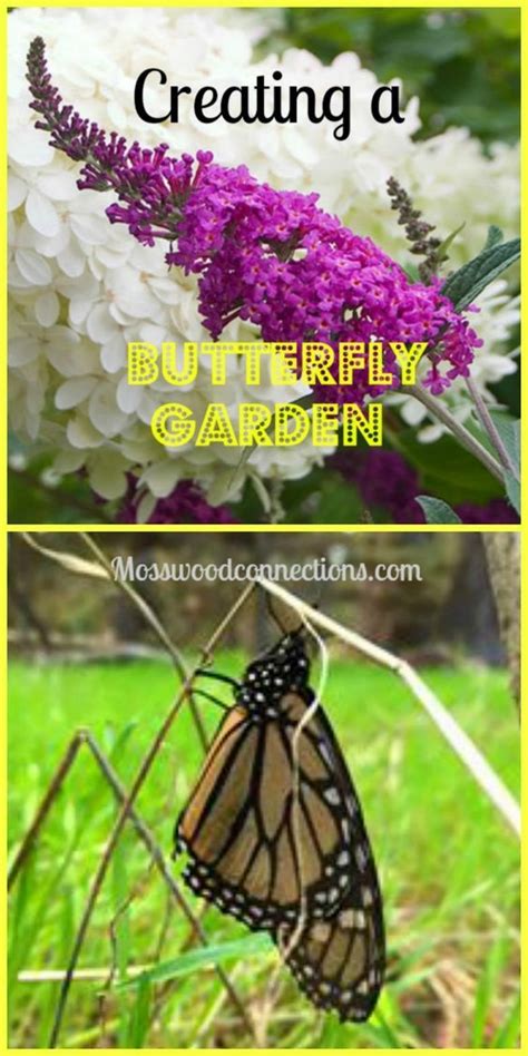 Creating A Butterfly Garden Learn About Plant Science Insects And