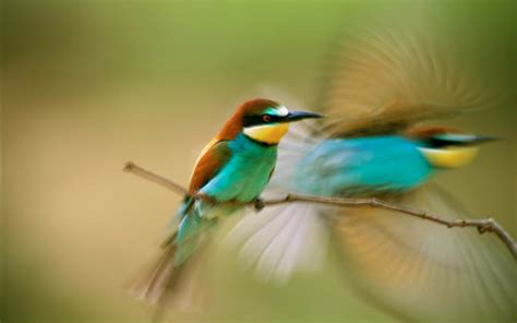 1080x2340px Free Download Hd Wallpaper Birds Bee Eaters Motion