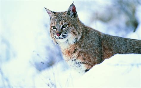 Download Animal Lynx Hd Wallpaper