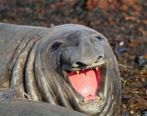 31 Super Happy Animals That Will Leave You Smiling Laughing Animals