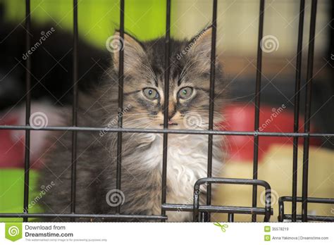 Kitten In A Cage At Shelter Stock Image Image Of Kitten Caught 35578219