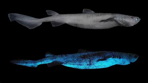 Largest Glowing Shark Species Discovered Near New Zealand The New