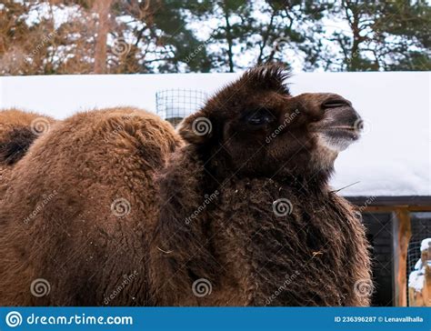 Portrait Of A Bactrian Camel Camelus Bactrianus Also Known As The