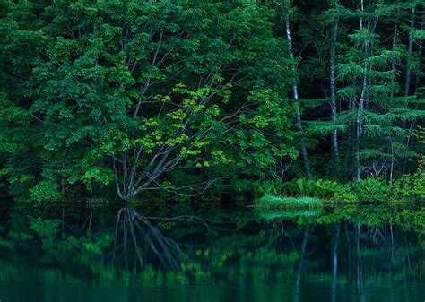 Hd Wallpaper Forest Trees Lake Pond Thickets Wallpaper Flare