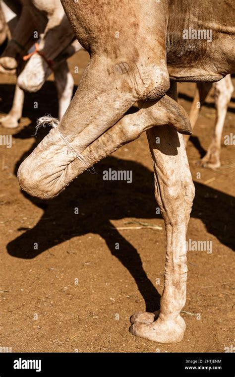 Pierna De Camello Fotografías E Imágenes De Alta Resolución Alamy