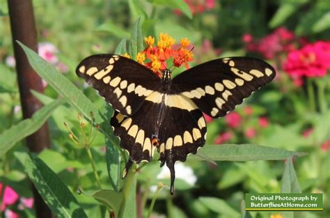 Giant Swallowtail Butterfly Range