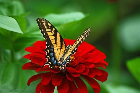 Hd Wallpaper Eastern Tiger Swallowtail Butterfly On Red Petaled Flower