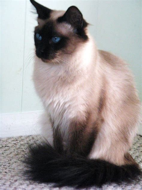 Long Haired Siamese Cats Seal