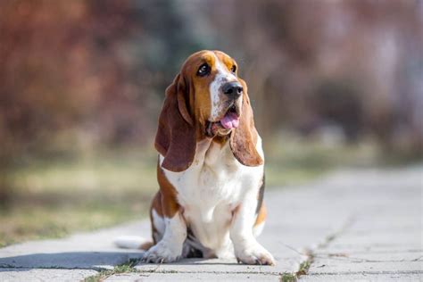 Mini Basset Hound Breed Info Size Pictures Traits And Facts