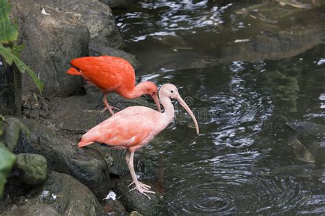 Scarlet Ibis By The Waterside Stock Photo Image Of Bird Environment