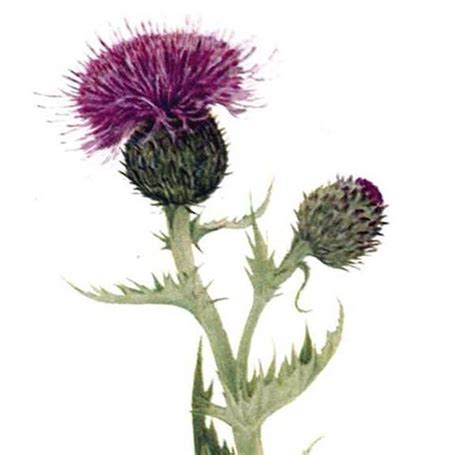 Prairie Thistle Flowers Vintage 1955 Botanical Herbal Etsy Vintage