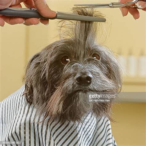 Dog Getting Haircut Photos And Premium High Res Pictures Getty Images