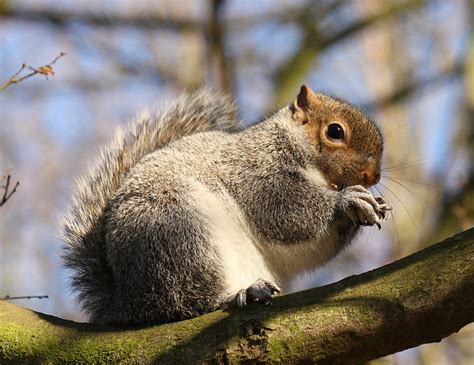 Hd Wallpaper Brown And Black Squirrel On Tree Trunk Hazelnut Time