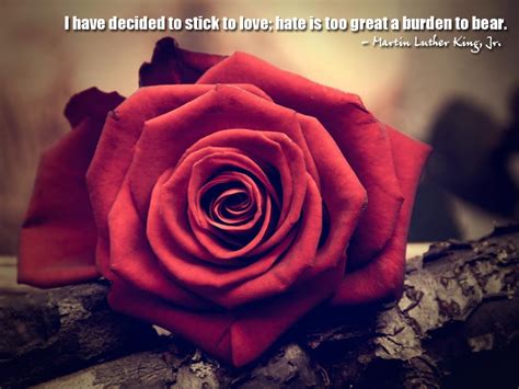 'you've got to find what you love,' jobs says. I have decided to stick to love; hate is too great a ...