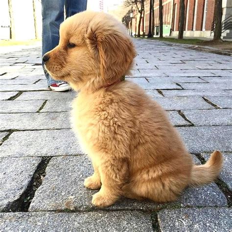Perfect Side Profile 😋 In 2020 Cute Baby Animals Puppies Cute Animals