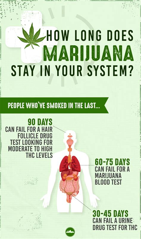 This is mainly because women have less water and more fat in their system. How Long Does Marijuana Stay in Your System? | The ...