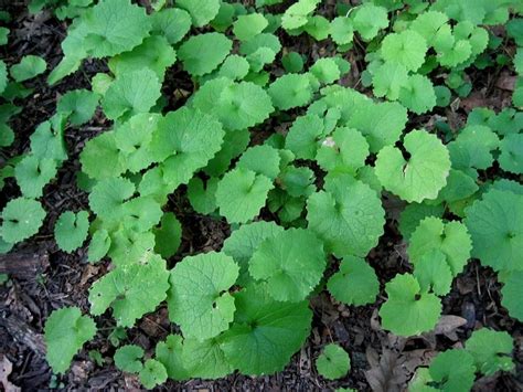 Garlic Mustard Poison Ivy Patrol