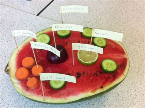 Watermelon Plant Cell Teachertoolkit