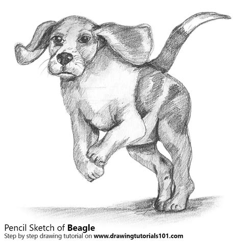 Beagle Colored Pencils Drawing Beagle With Color Pencils