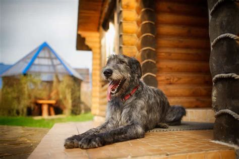 Irish Wolfhound Ultimate Guide Pictures Characteristics And Facts