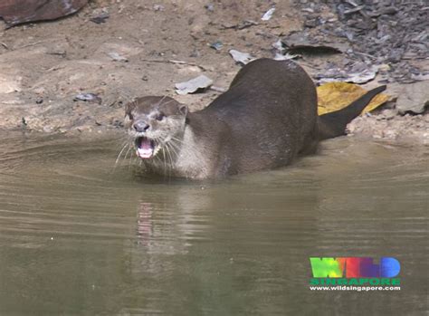 Smooth Coated Otter Selected Mammals Of Borneo · Inaturalist