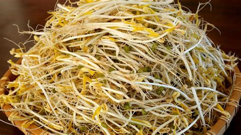 However, this post today is a bit different because mung bean sprouts find a lot of different uses and are quite healthy at the same time! How to grow mung bean sprouts (Sukju-namul: 숙주나물) - YouTube