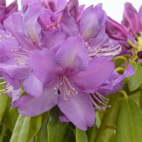 Rose, hydrangea, azalea, lilac, gardenia, rhododendron, holly Rhododendron 'Lee's Dark Purple