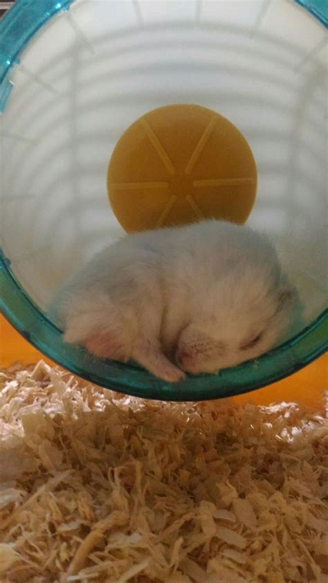 My Little Snowy A Winter White Hamster 😀