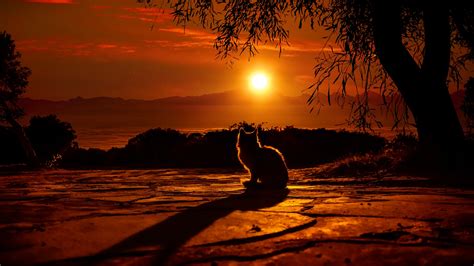 Cat Watching Sunset 4k Hd Wallpapers Hd Wallpapers Id
