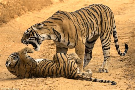 Mother Tiger Gives Her Cheeky Cub A Ferocious Telling Off Daily Mail Online