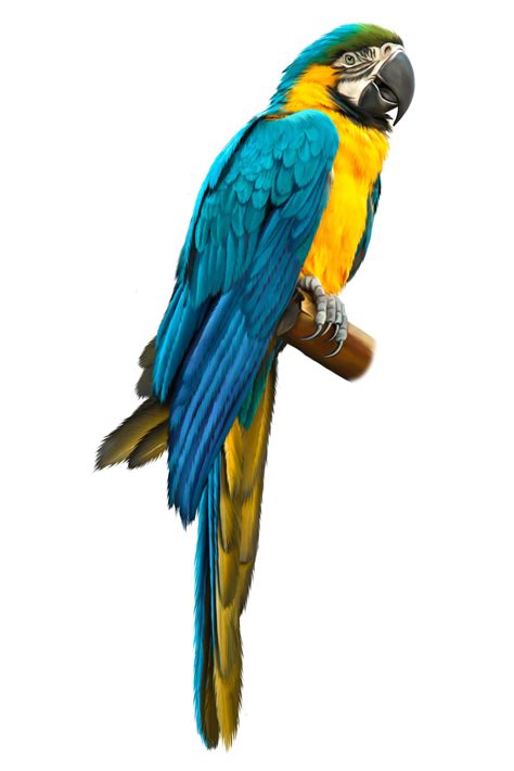 Macaw Parrot Parrot Bird Exotic Birds Colorful Birds Ara Bleu Blue