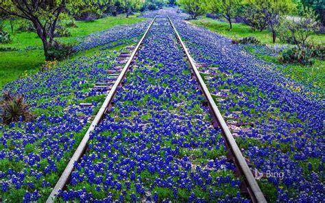 Todays Bing Image Of The Day Is Texas Bluebonnets Texas