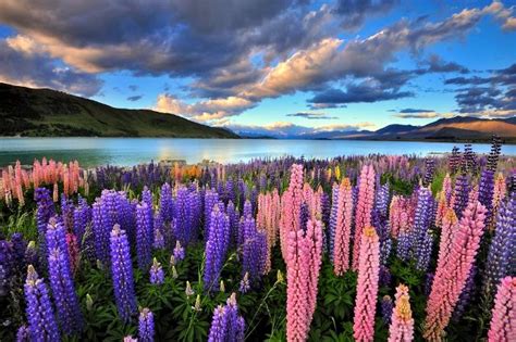 New Zealand 5 Reasons Spring Is The Best Season To Visit