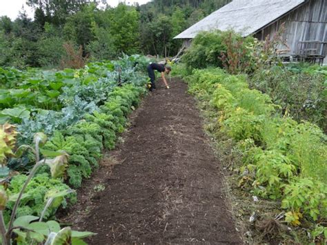 10 étapes Importantes Pour Réussir Son Potager De Culture Vivrière