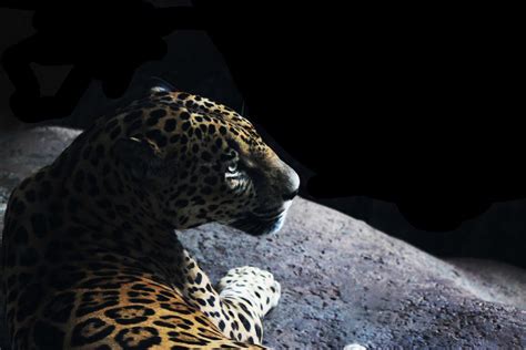 A Leopard in La Paz Animal Sanctuary Costa Rica | Smithsonian Photo