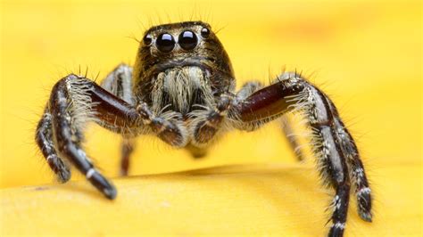 10 Creepy Crawly Facts About Spiders Mental Floss