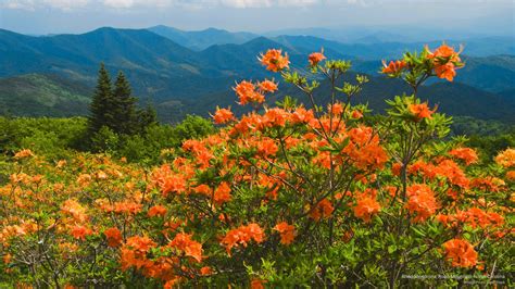 Roan Springsummer Rhododendrons North 2k Carolina Mountain Hd