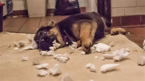 Why Do Dogs Tear Up Their Beds 9 Reasons Helpful Tips