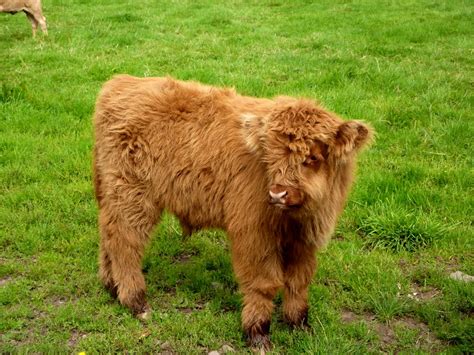 Highland Cattle A Vaca Peluda Da Escócia