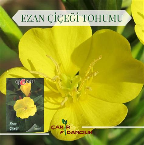 Ezanla birlikte açılmaya başlayan her bir tomurcuk bütün çiçeklerini açmış olarak ezanı bitiriyor ve güneşten aldığı enerjiyle açan ezan çiçekleri belli bir doygunluğa eriştiğinde, sanki ezan sesiyle. Ezan Çiçeği Tohumu