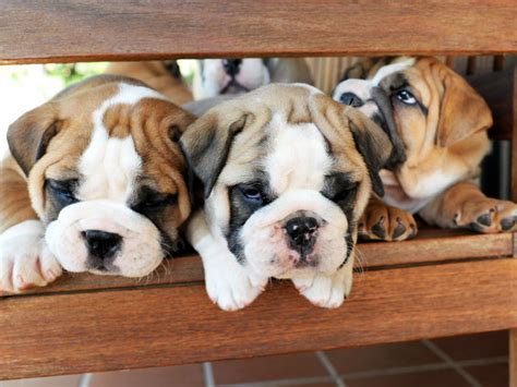 English bulldogs for sale, los angeles. Bulldog Reigns Supreme Once Again in Los Angeles ...