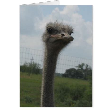 Ostrich Face Of Im Sorry Notecard Ostrich Photo