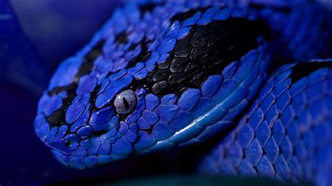 Closeup View Of Blue Black Python Snake Hd Animals Wallpapers Hd