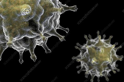 Die vogelgrippe ist eine anzeigepflichtige tierseuche das risiko für den menschen, sich mit einem vogelgrippevirus zu infizieren ist zwar gering, muss aber angesichts. Avian Influenza Virus (H5N1), artwork - Stock Image - C020 ...