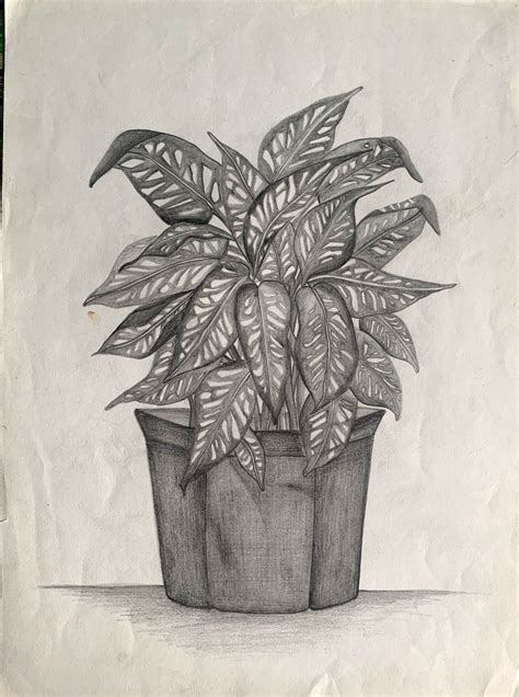 Plant Pot♠️ Still Life Pencil Shading Still Life Drawing Pencil Shading