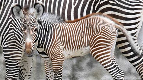 Baby Zebra Born At Brookfield Zoo Abc7 Chicago
