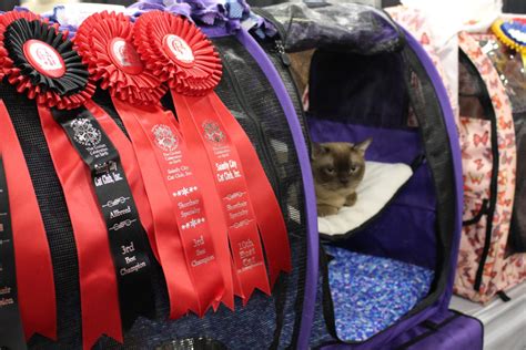 Whisker Fabulous How Are Cats Judged At Cat Shows